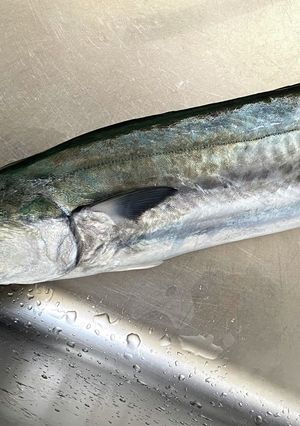 鰆を捌いてみた-レシピのメイン写真