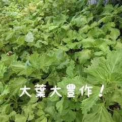 รูปของ 【大量消費】大葉焼き肉