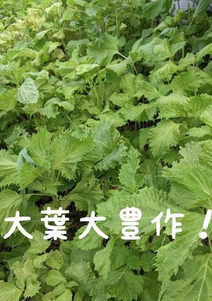 【大量消費】大葉焼き肉-レシピのメイン写真