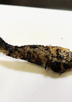 ドンコの塩焼き-レシピのメイン写真
