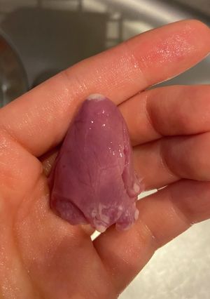 鳥ハツの下処理(血の塊と匂いの取り方)-レシピのメイン写真