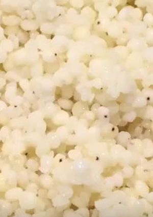 ホワイトソルガム粒（ソルガムきび）茹で方-レシピのメイン写真