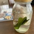 放っておくだけ 水だし