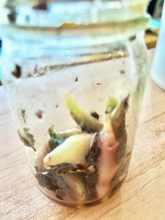 【振るだけ!】梅酢でシバ漬け風ミョウガ-レシピのメイン写真