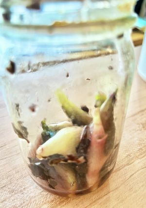 【振るだけ！】梅酢でシバ漬け風ミョウガ-レシピのメイン写真