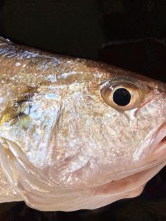 10分|イシモチの塩焼き★조기구이-レシピのメイン写真
