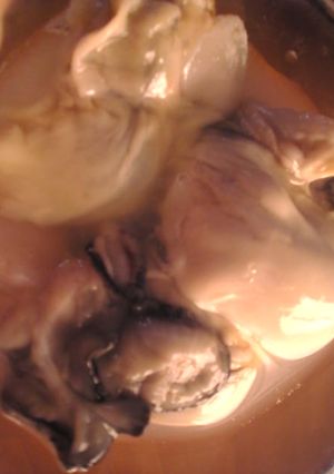 生牡蠣のレモン胡椒かけ-レシピのメイン写真
