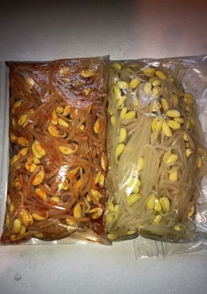 簡単！豆もやしのナムル-レシピのメイン写真