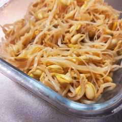 รูปของ 200円で簡単大量生産!大豆もやし