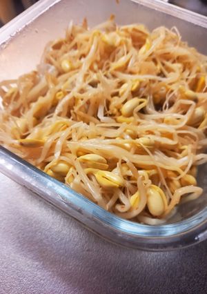200円で簡単大量生産！大豆もやし-レシピのメイン写真