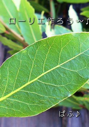 乾燥ローリエ作ろう！-レシピのメイン写真