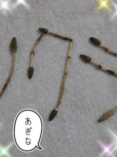 簡単★土筆のあく抜き-レシピのメイン写真