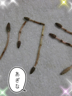 簡単★土筆のあく抜き-レシピのメイン写真