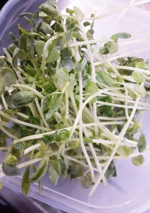 簡単★豆苗のオリーブオイルソルトサラダ-レシピのメイン写真