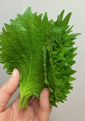 大葉の保存はこれで長持ち♪-レシピのメイン写真