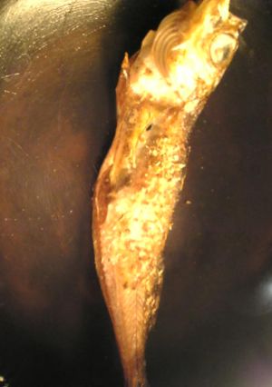 ハタハタの干物のハーブ焼き-レシピのメイン写真