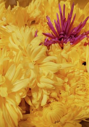 菊花のおひたし　秋の楽しみ-レシピのメイン写真