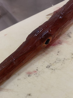 アカヤガラのお刺身と昆布締め-レシピのメイン写真