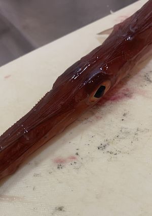 アカヤガラのお刺身と昆布締め-レシピのメイン写真