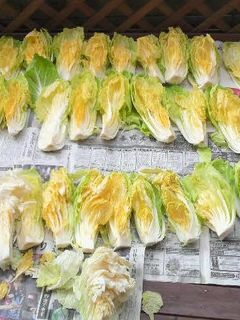 白菜漬-レシピのメイン写真
