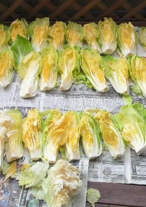 白菜漬-レシピのメイン写真