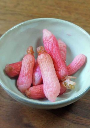 二十日大根の甘酢漬け-レシピのメイン写真