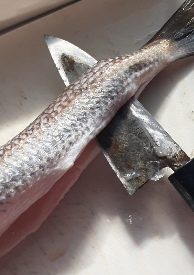 釣り師の嫌われもののエソを捌く-レシピのメイン写真
