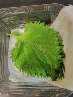 大葉保存方法-レシピのメイン写真
