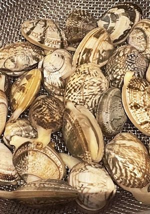 アサリの砂抜き-レシピのメイン写真