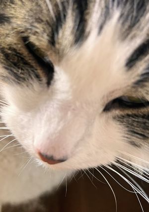 【雑学です】レシピじゃないです-レシピのメイン写真