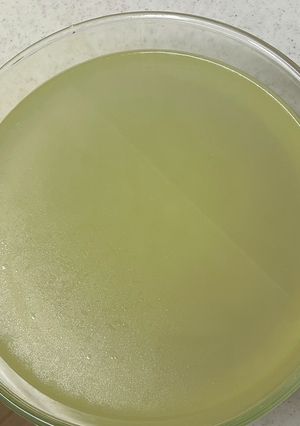 魚のアラから出汁-レシピのメイン写真