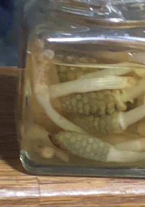 土筆酢漬け-レシピのメイン写真