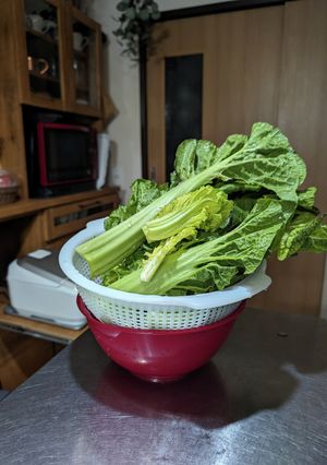 高菜(生野菜)　(常備用)-レシピのメイン写真
