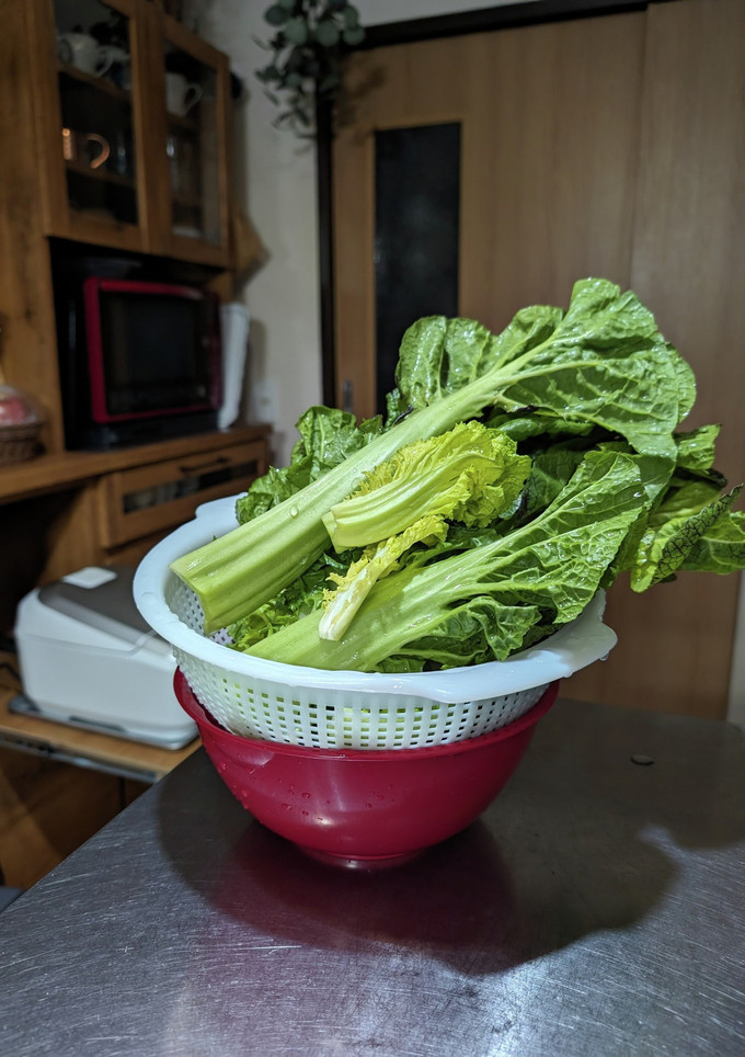 高菜(生野菜)　(常備用)-レシピのメイン写真