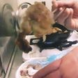 鶏唐揚げを蕎麦粉とオリーブオイルで