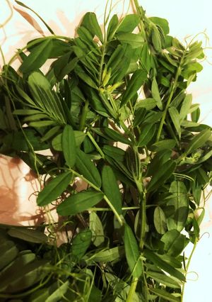 カラスノエンドウ(穂先)　塩麹豚と炒める-レシピのメイン写真