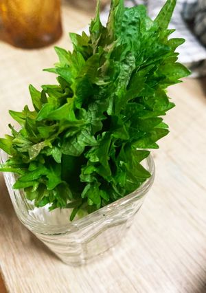 しそを新鮮に保存する方法-レシピのメイン写真