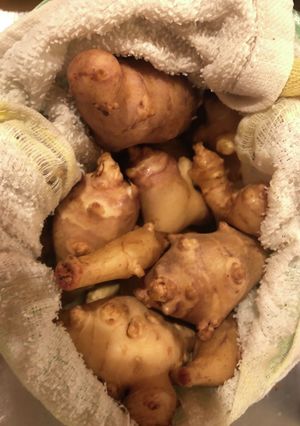 キクイモ長期保存-レシピのメイン写真