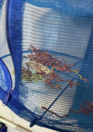 切干し大根-レシピのメイン写真