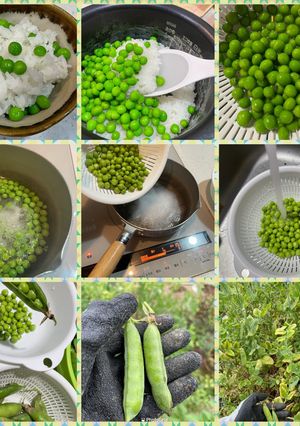 えんどう豆ご飯（2024）-レシピのメイン写真