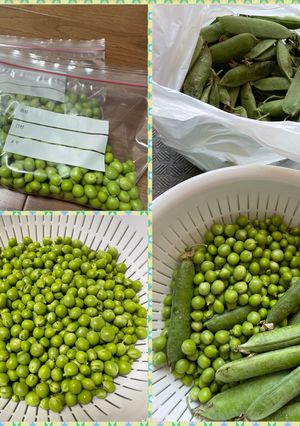 えんどう豆の冷凍保存（2024）-レシピのメイン写真