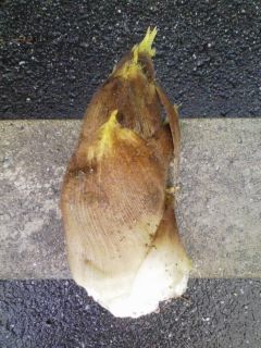 たけのこ 超簡単手抜き処理方法-レシピのメイン写真