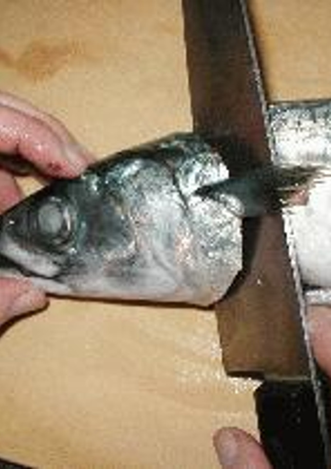 基礎シリーズ　４　～魚の３枚おろし～-レシピのメイン写真