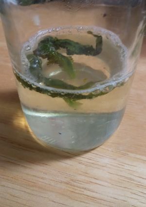 大葉抽出ドリンク-レシピのメイン写真