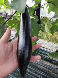 ふわとろ長ナスのひき肉はさみ揚げ-レシピのメイン写真
