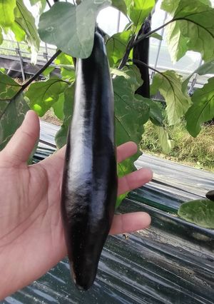 ふわとろ長ナスのひき肉はさみ揚げ-レシピのメイン写真