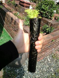 疲れた体に。わさび菜の、、海苔巻き、。-レシピのメイン写真