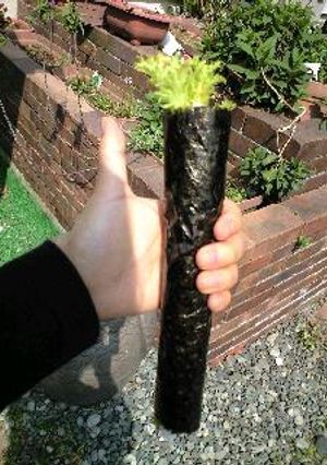 疲れた体に。わさび菜の、、海苔巻き、。-レシピのメイン写真