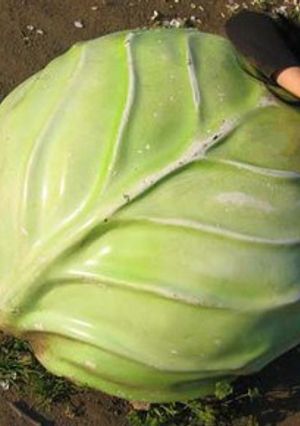 豆知識?!とろとろキャベツ!-レシピのメイン写真