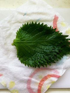 しその保存方法-レシピのメイン写真
